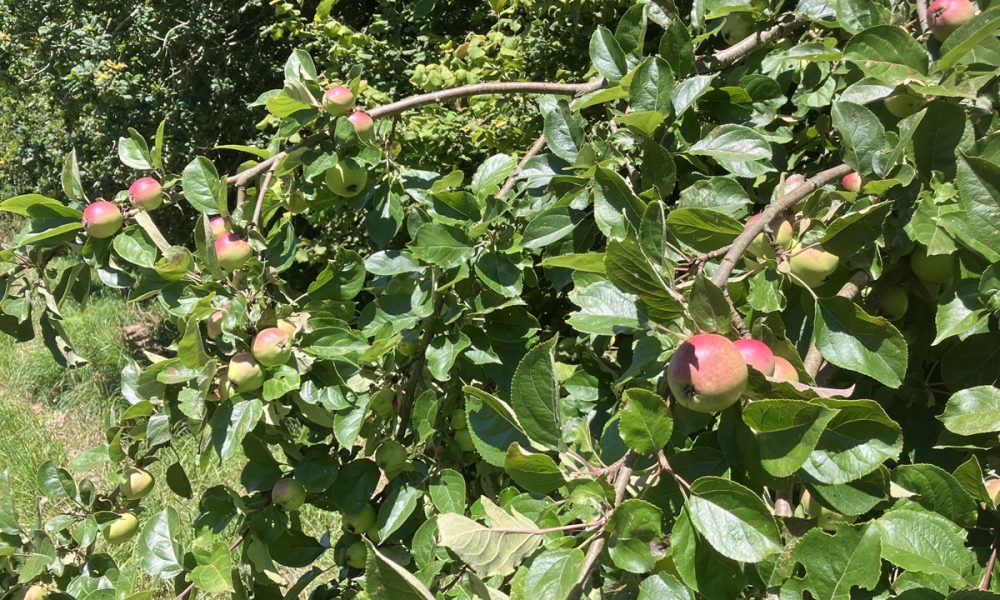 Comment faire une haie gourmande dans son jardin ? Nos conseils