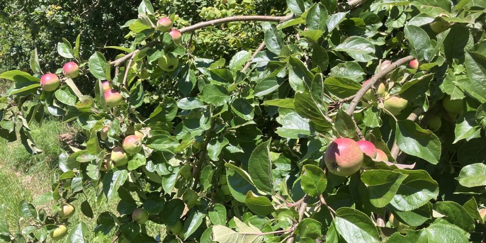 Comment faire une haie gourmande dans son jardin ? Nos conseils