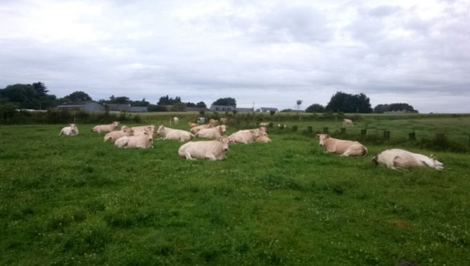 Happy Agri - Vache dans prairie