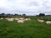 Happy Agri - Vache dans prairie