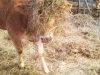 Happy Agri - Vache et paille