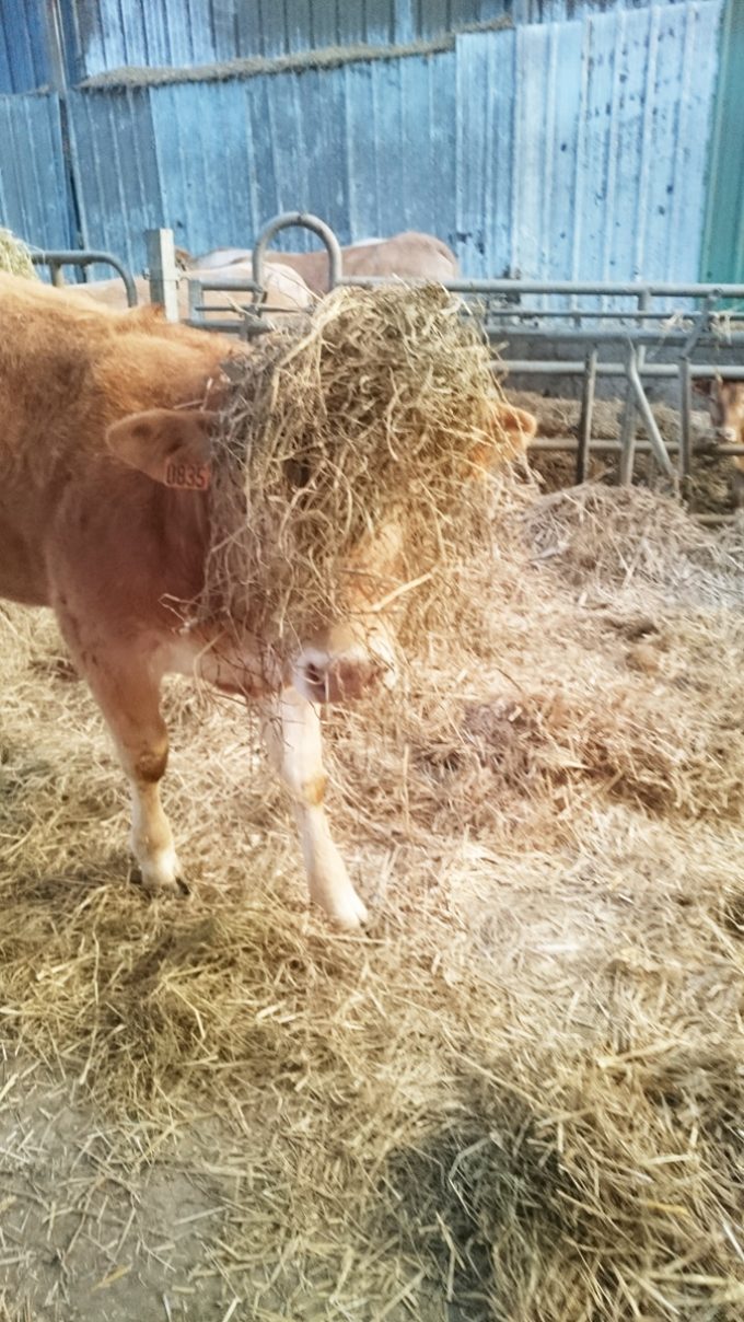 Happy Agri - Vache et paille