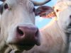 Happy Agri - Vache