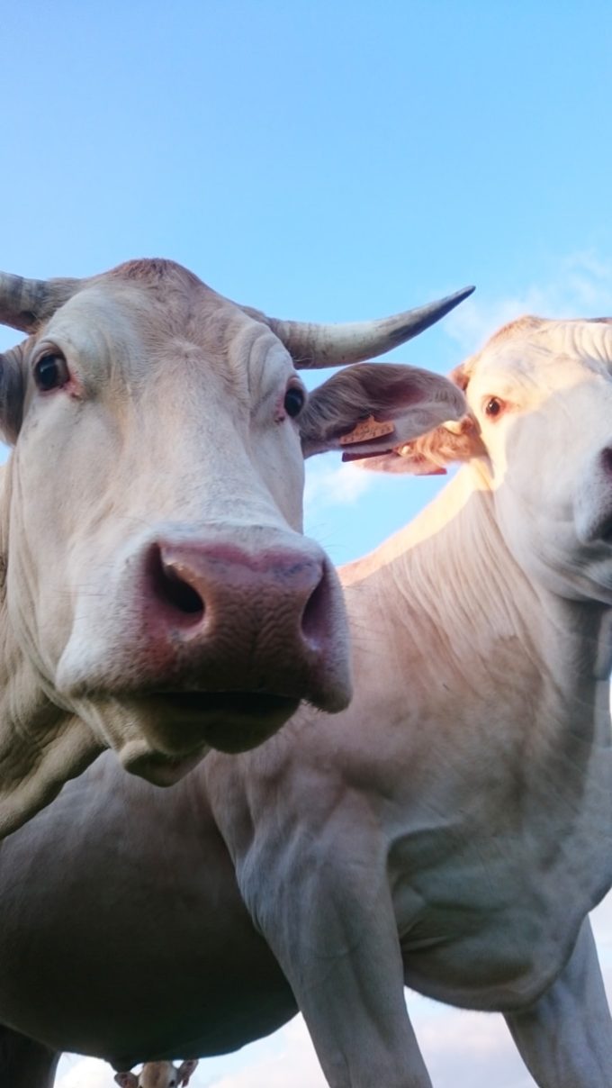 Happy Agri - Vache
