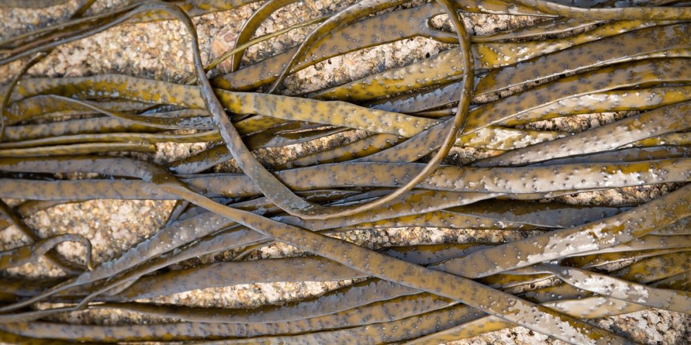 Haricot de mer : une algue brune aux nombreux bienfaits