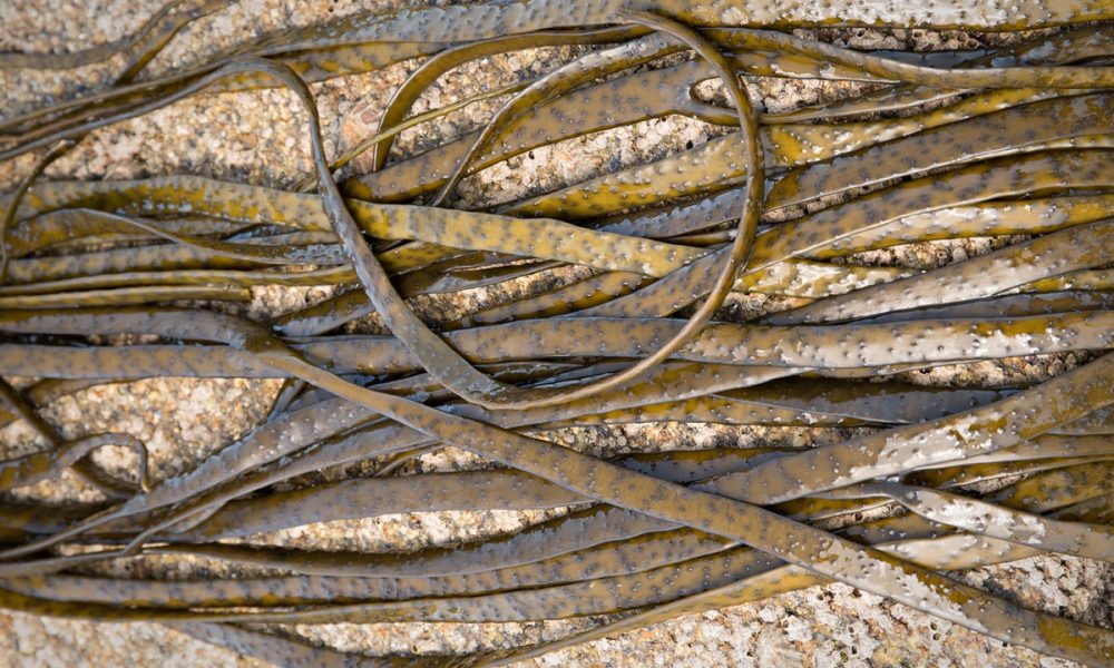 Haricot de mer : une algue brune aux nombreux bienfaits