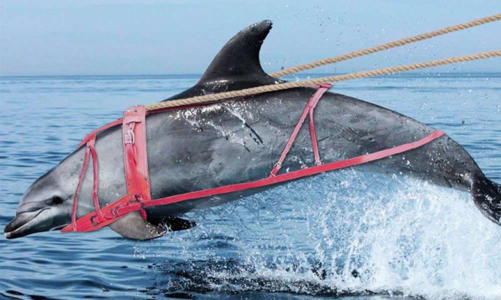 Transport maritime insolite : des dauphins tractent une barge à l&rsquo;Île de Sein !