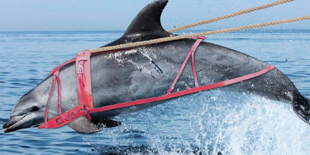 Transport maritime insolite : des dauphins tractent une barge à l&rsquo;Île de Sein !