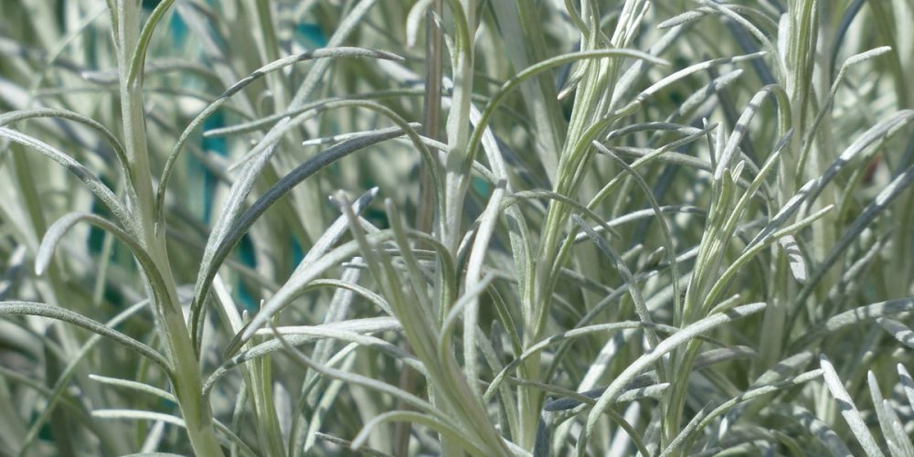 Herbe à Curry : Bienfaits, Culture, Utilisations, Recettes…