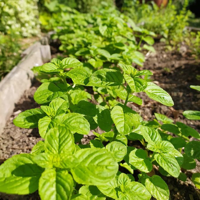 L'Herbe Folle - basilic