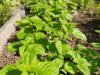 L'Herbe Folle - basilic