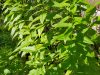 L'Herbe Folle - menthe