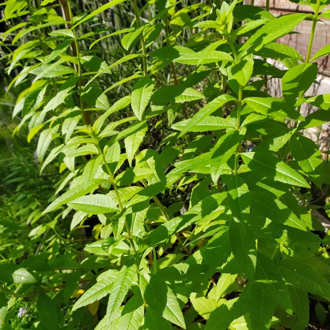 L'Herbe Folle - menthe