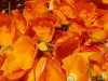 Pétales de fleurs