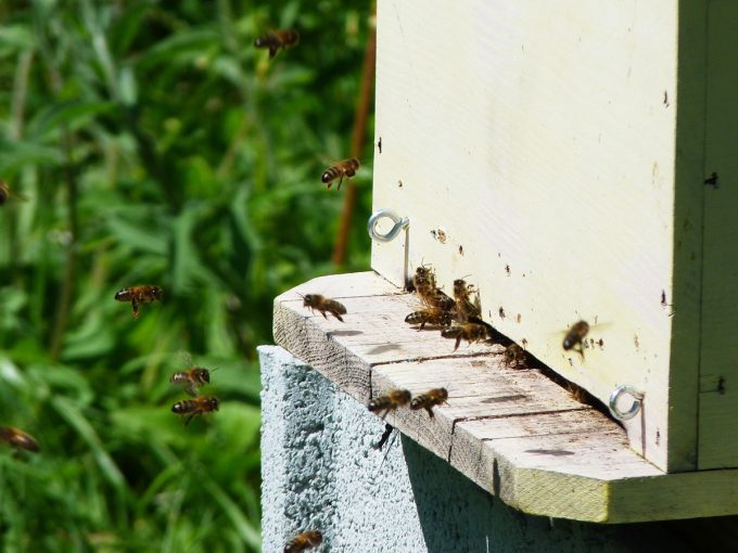 Les abeilles pollinisent et se nourrissent du pollen des fleurs