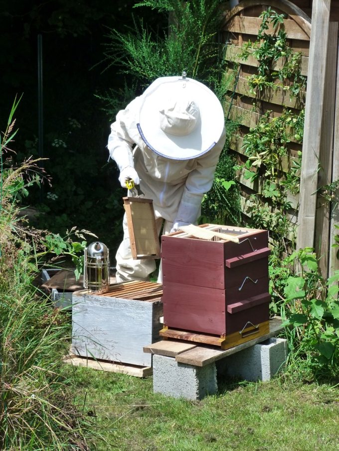 Apiculture locale