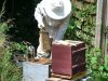 Apiculture locale