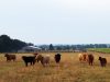 Highlands Hill et sa viande exceptionnelle
