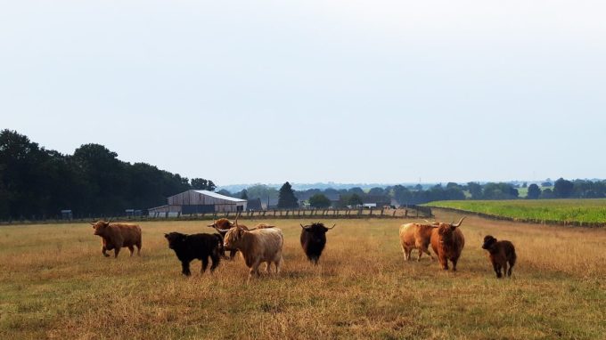 Highlands Hill et sa viande exceptionnelle