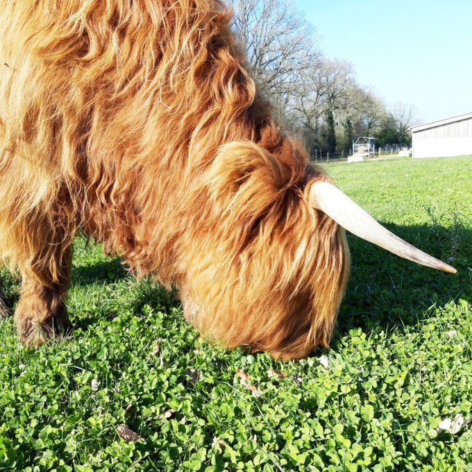 Highlands Hill élevage de Highland cattle
