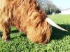 Highlands Hill élevage de Highland cattle