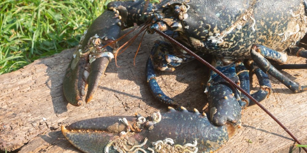 Huile de homard breton : Quel goût ? Comment la cuisiner ? La recette !