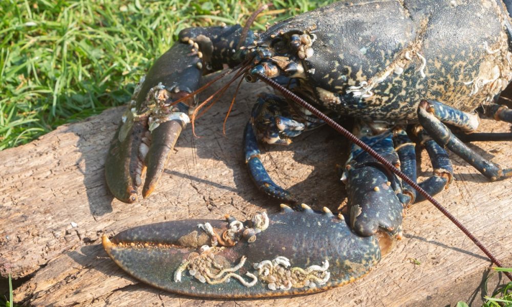 Huile de homard breton : Quel goût ? Comment la cuisiner ? La recette !