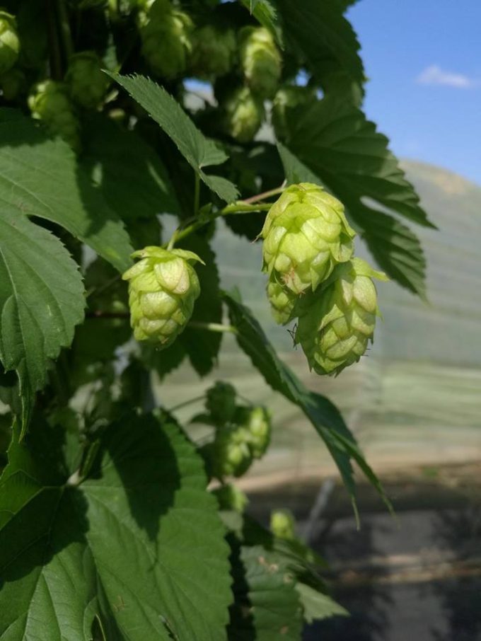 Du houblon naquit la mousse !
