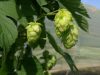Du houblon naquit la mousse !