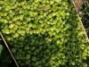 Le houblon, la base d'une bonne bière.