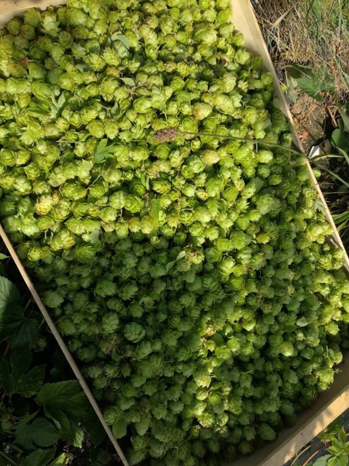 Le houblon, la base d'une bonne bière.
