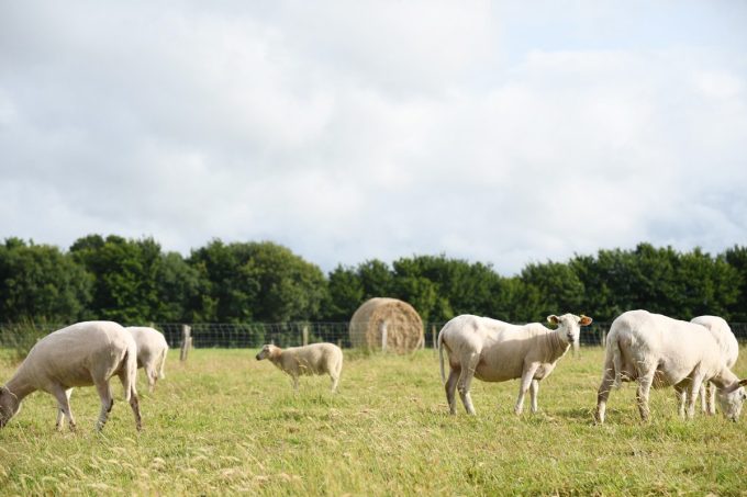 La houblonnière de Lezerzot - à l'herbe