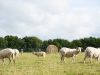 La houblonnière de Lezerzot - à l'herbe