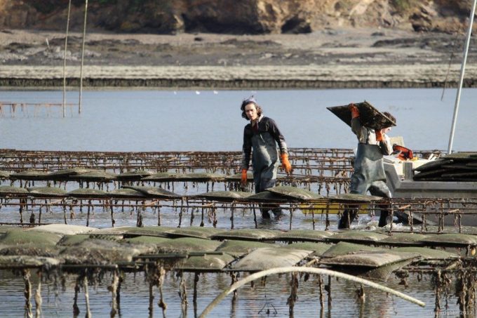 Travail dans les parcs à huîtres