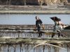 Travail dans les parcs à huîtres