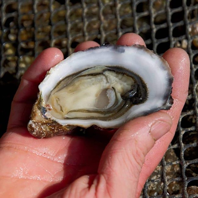 Les huîtres du Guern