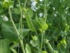 Haricots et pois grimpants