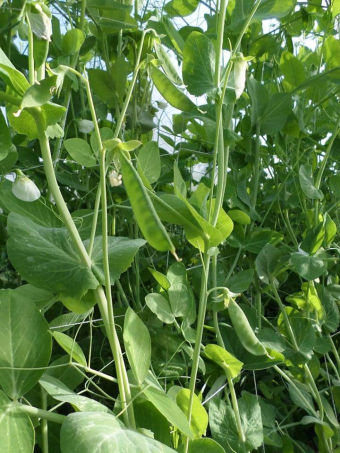 Haricots et pois grimpants