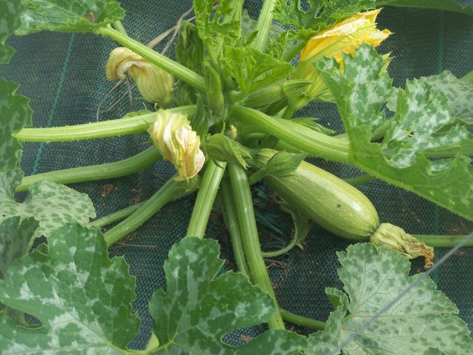 Plan de courgettes