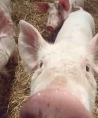 La Ferme du Gorré