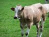 Veau de lait