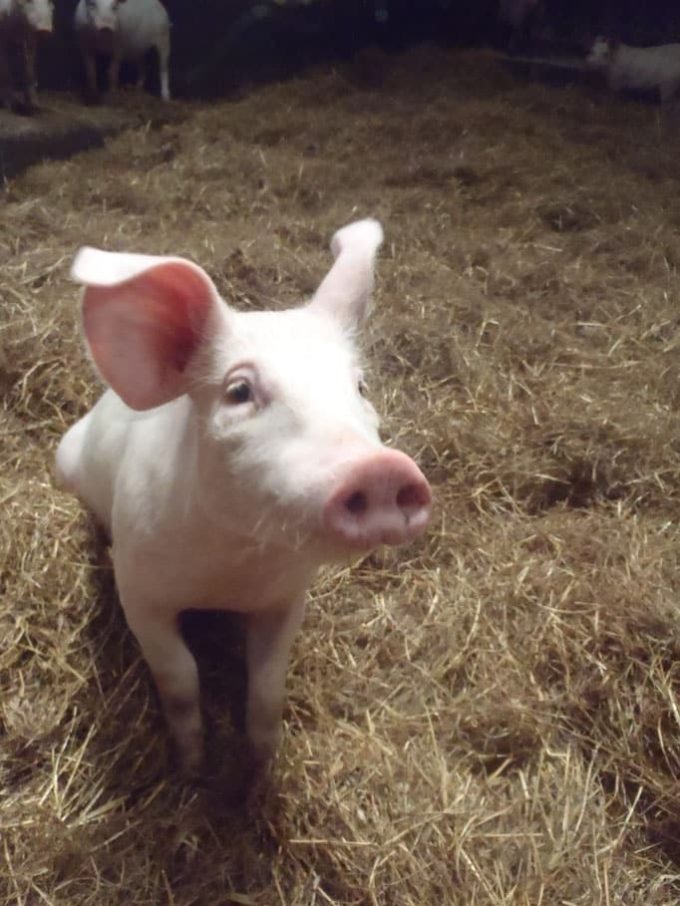 Nos cochons