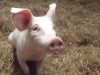 Nos cochons