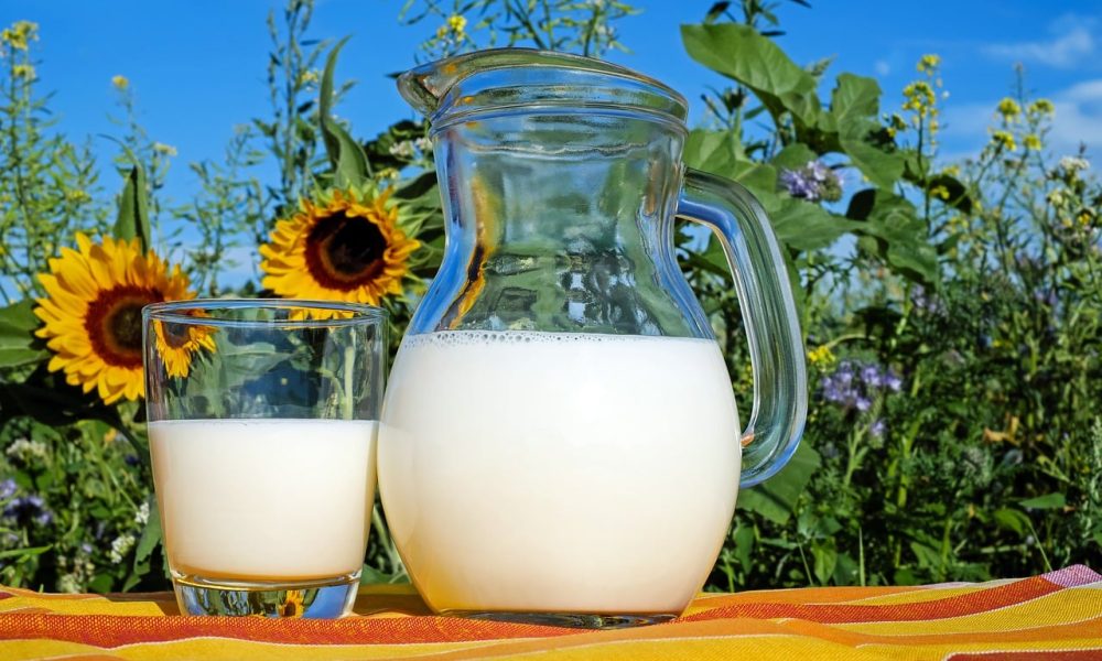 Quel est le lien entre l’alimentation des vaches et la composition du lait ?