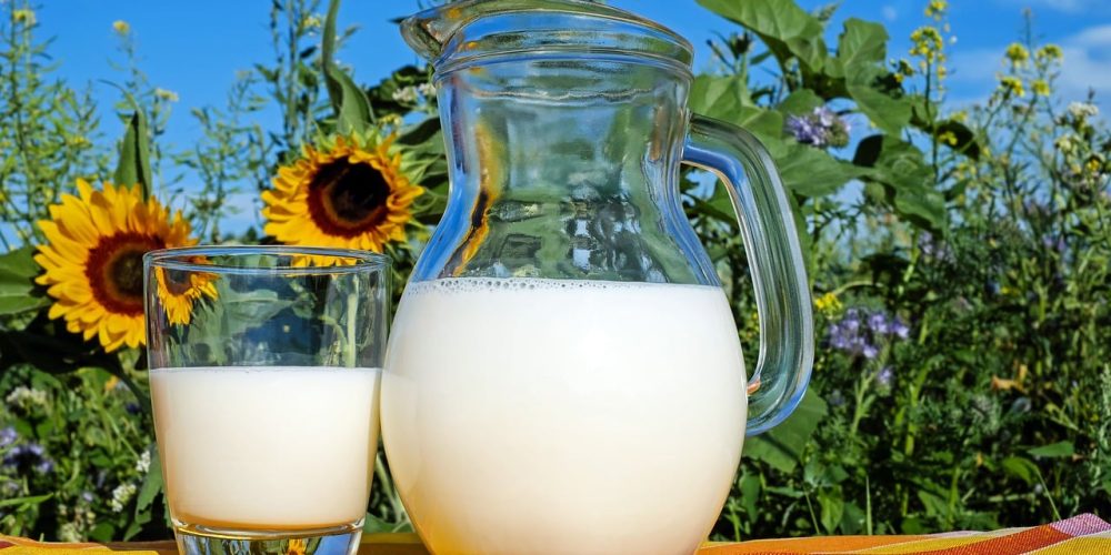 Quel est le lien entre l’alimentation des vaches et la composition du lait ?
