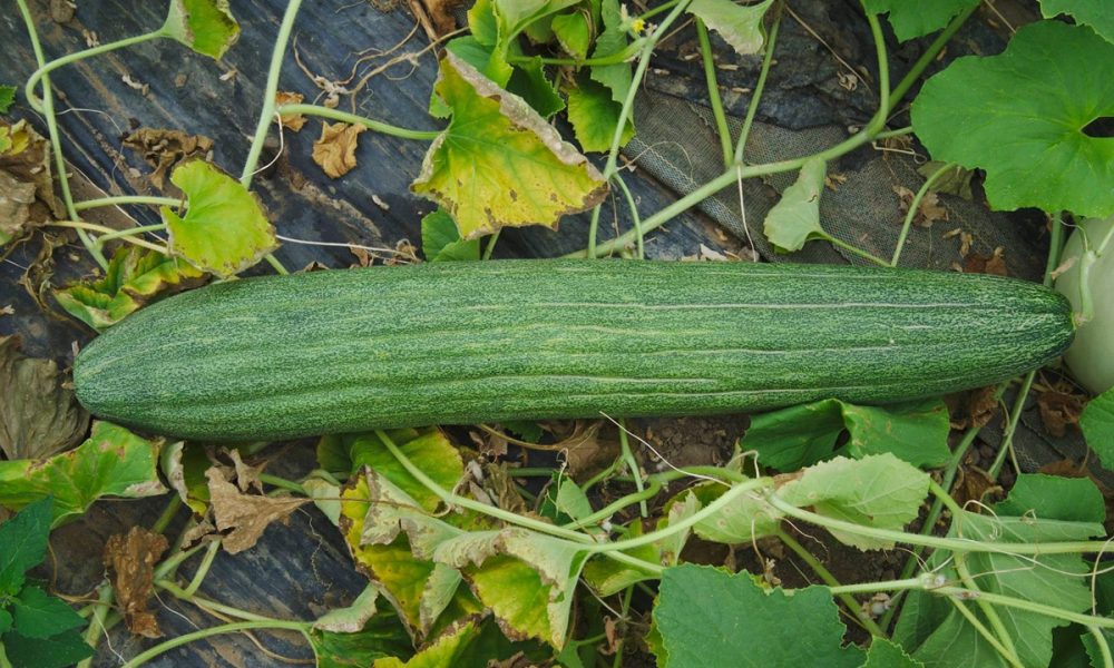 Concombre : saison, bienfaits, variétés… on te dit tout !