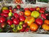 Le Jardin de la Perrière - Tomates