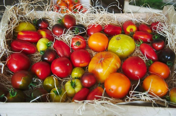 Le Jardin de la Perrière - Tomates