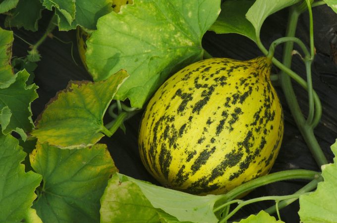 Le Jardin de la Perrière - Courge