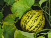 Le Jardin de la Perrière - Courge